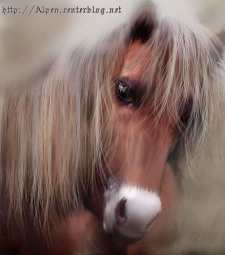 le regard doux de ce cheval